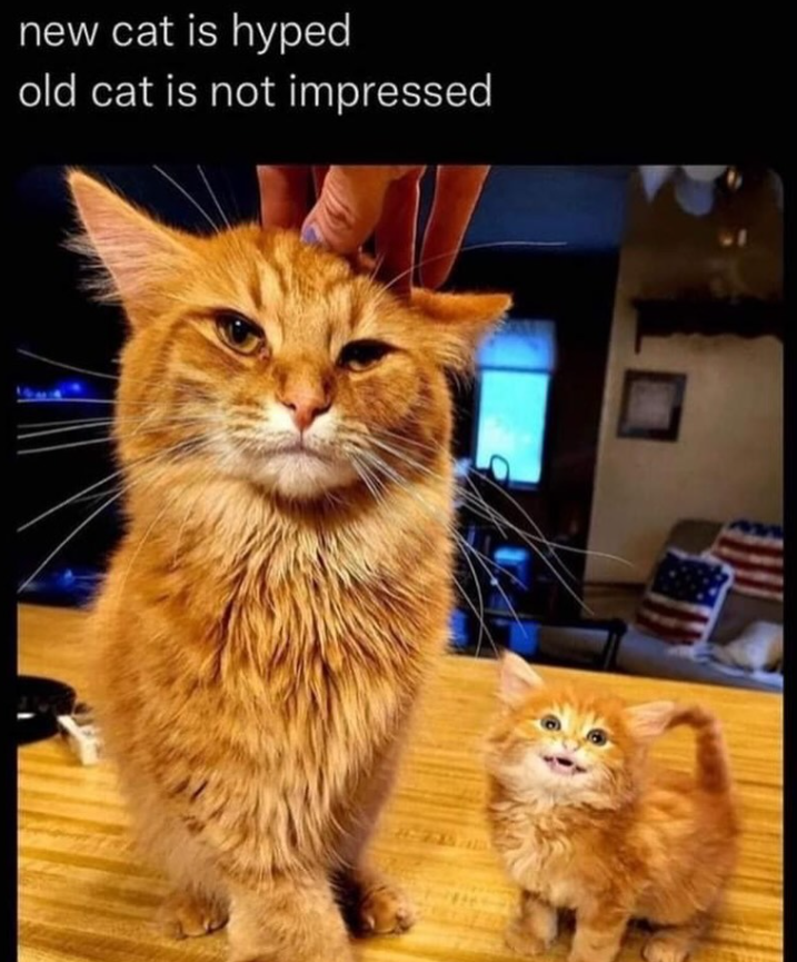new cat is hyped old cat is not impressed
