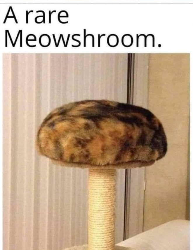 A rare Meowshroom.