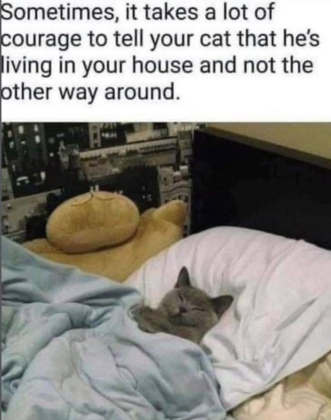 Sometimes, it takes a lot of courage to tell your cat that he's living in your house and not the other way around.