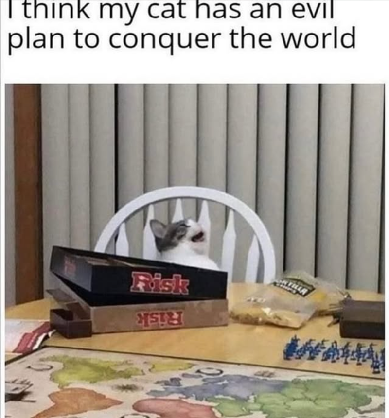 I think my cat has an evil plan to conquer the world Risk CATE WA