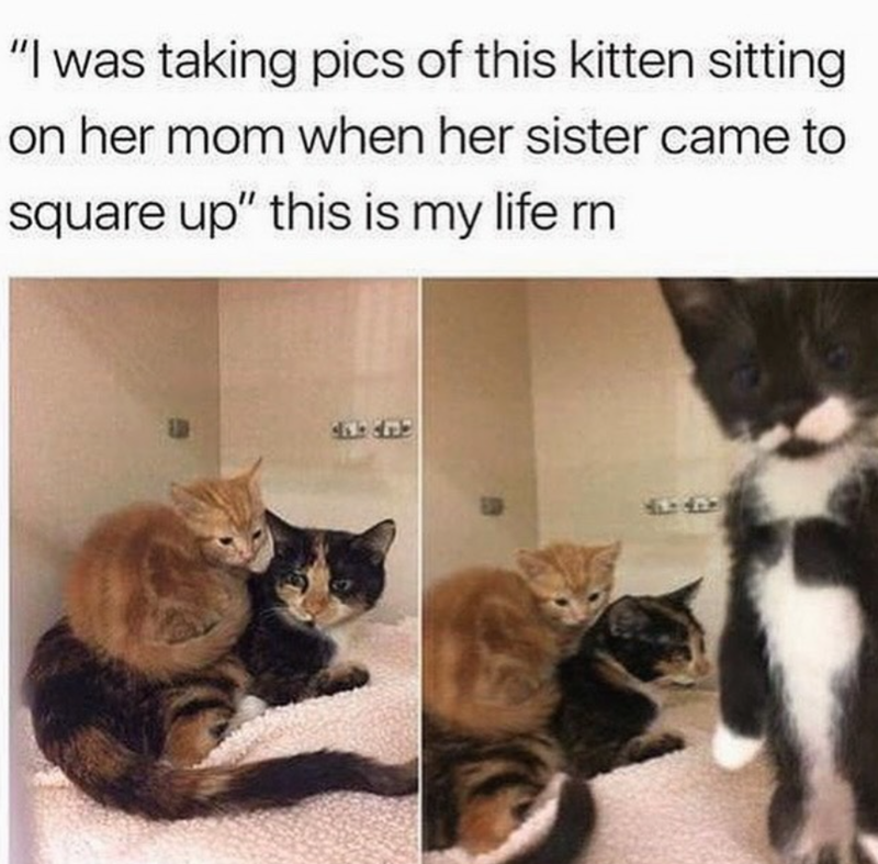 "I was taking pics of this kitten sitting on her mom when her sister came to square up" this is my life rn