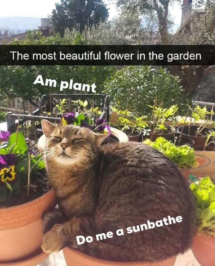 The most beautiful flower in the garden Am plant Do me a sunbathe