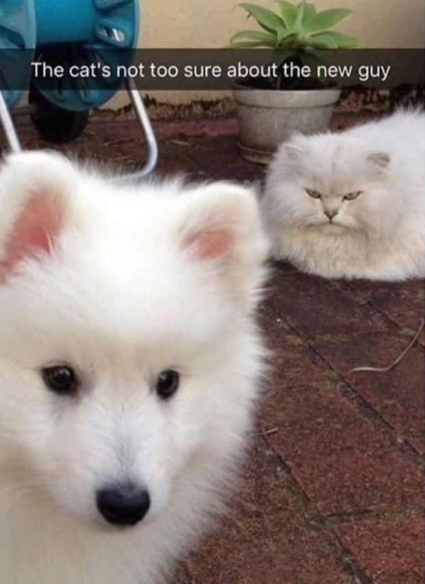 The cat's not too sure about the new guy