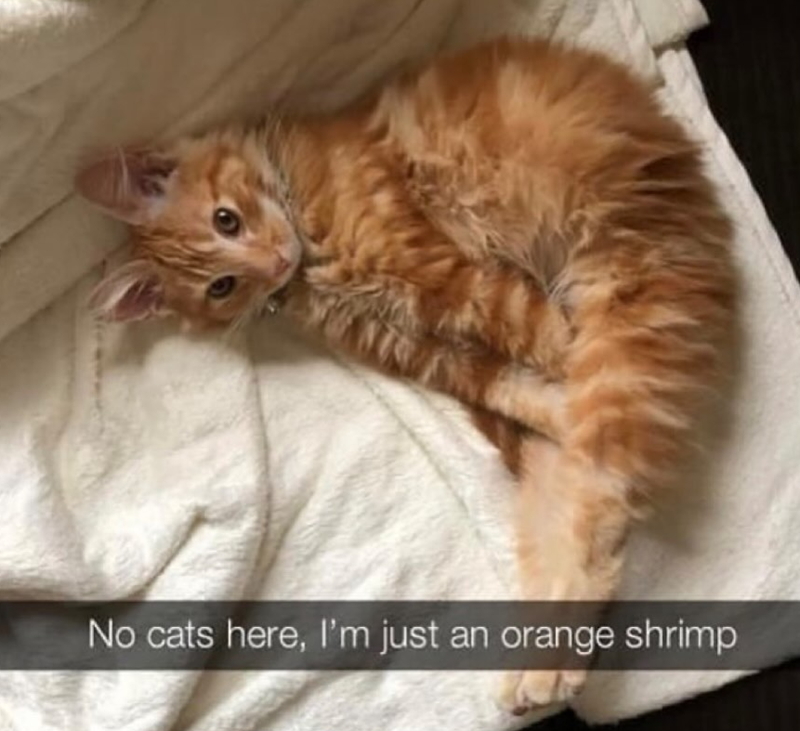 No cats here, I'm just an orange shrimp