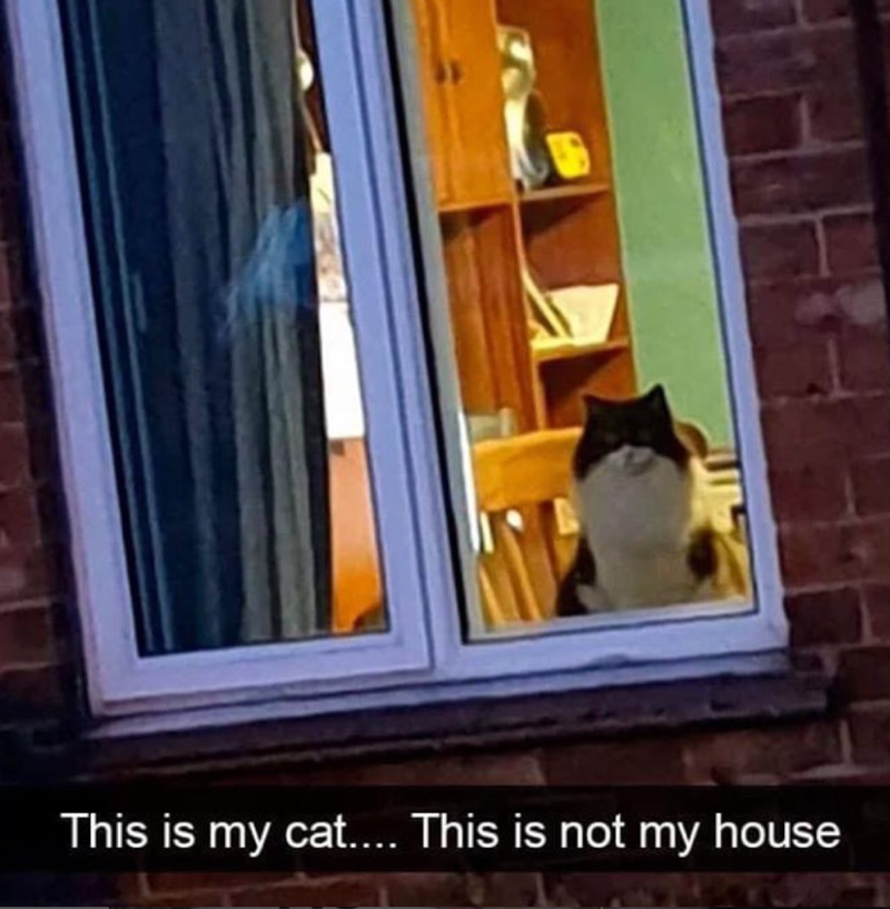 This is my cat.... This is not my house