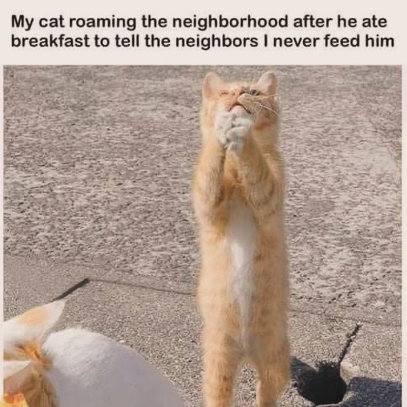 My cat roaming the neighborhood after he ate breakfast to tell the neighbors I never feed him
