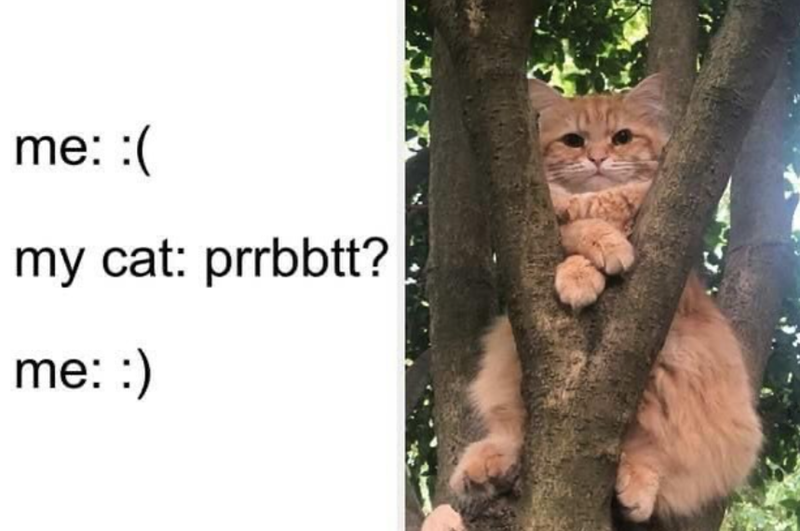 me: :( my cat: prrbbtt? me: :)