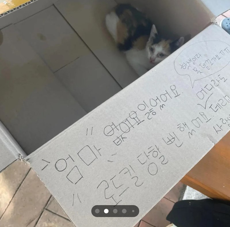 // 학생이라 "엄마" 없어요 잃었어요. 못 할가요ㅠ 델꼬가요 로드킬 [킥 다학 뻔 했어요. 데리고 2.02 사라 어디라도
