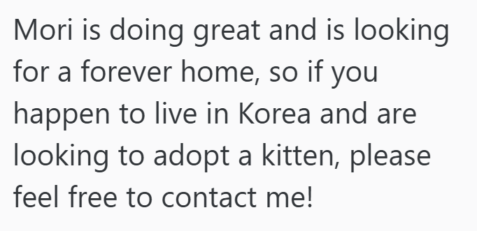 Mori is doing great and is looking for a forever home, so if you happen to live in Korea and are looking to adopt a kitten, please feel free to contact me!