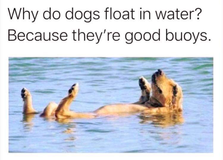 Why do dogs float in water? Because they're good buoys.