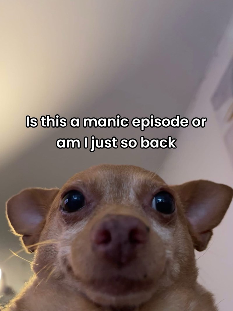 Is this a manic episode or am I just so back