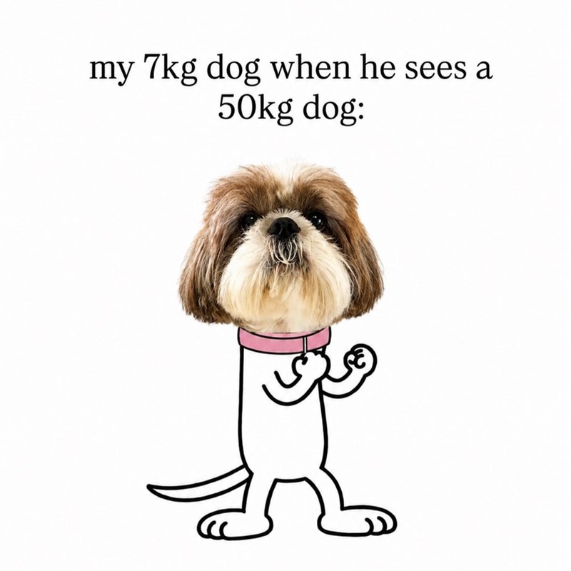 my 7kg dog when he sees a 50kg dog: