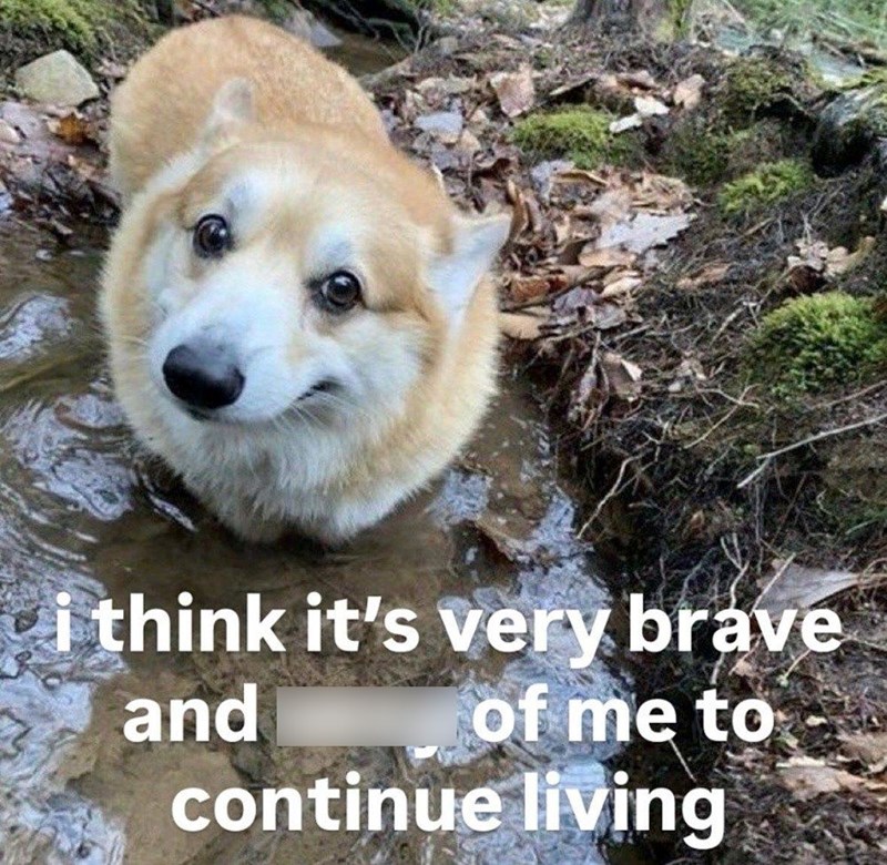 i think it's very brave and of me to continue living