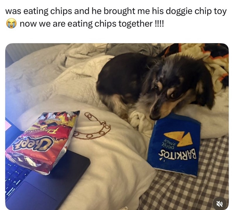 was eating chips and he brought me his doggie chip toy now we are eating chips together !!!! cor HONDA 70080 E