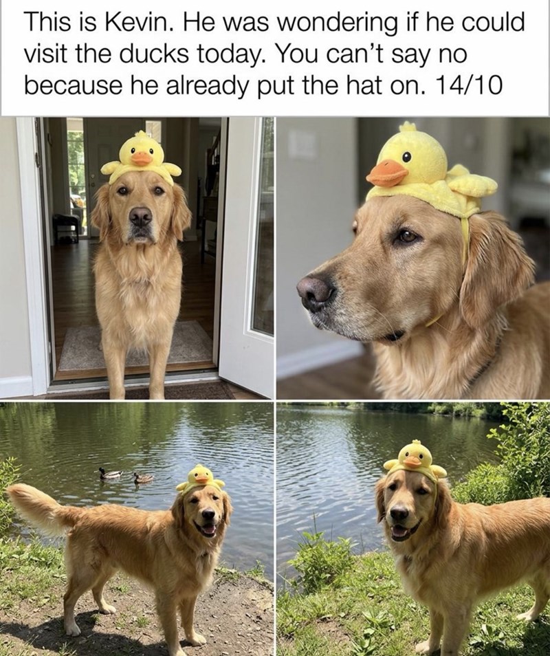 This is Kevin. He was wondering if he could. visit the ducks today. You can't say no because he already put the hat on. 14/10