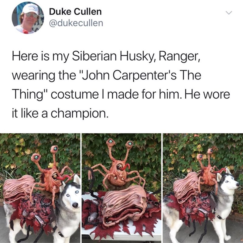 Duke Cullen @dukecullen Here is my Siberian Husky, Ranger, wearing the "John Carpenter's The Thing" costume I made for him. He wore it like a champion. L