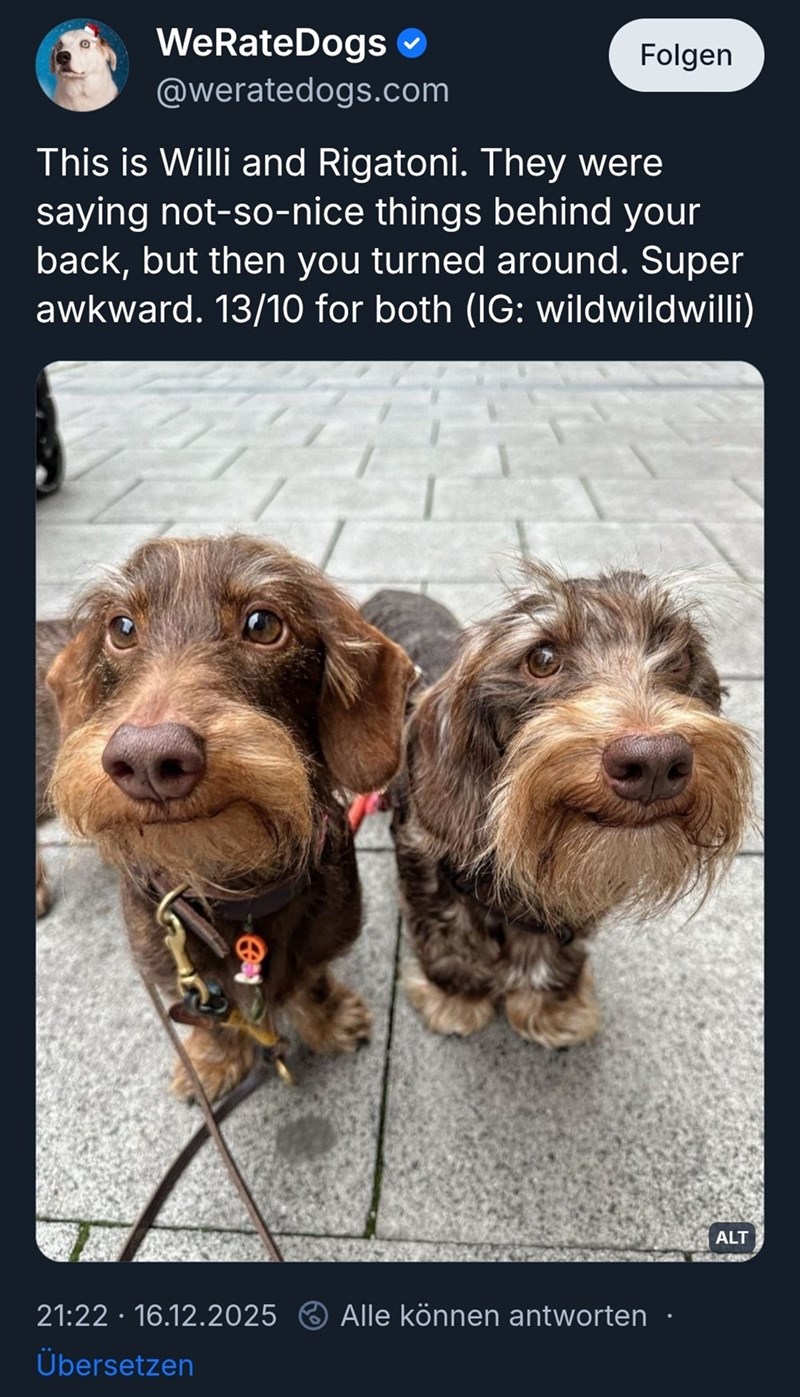 WeRateDogs @weratedogs.com Folgen This is Willi and Rigatoni. They were saying not-so-nice things behind your back, but then you turned around. Super awkward. 13/10 for both (IG: wildwildwilli) C 21:22 16.12.2025 Alle können antworten Übersetzen ALT