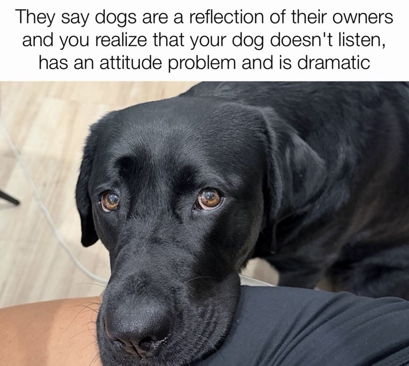 They say dogs are a reflection of their owners and you realize that your dog doesn't listen, has an attitude problem and is dramatic