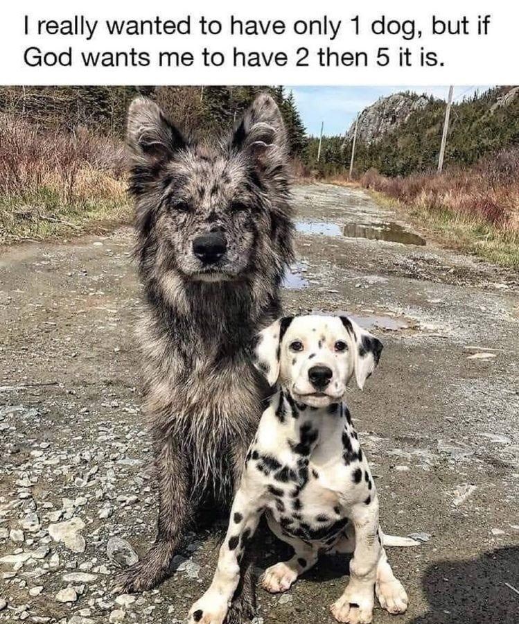 I really wanted to have only 1 dog, but if God wants me to have 2 then 5 it is.