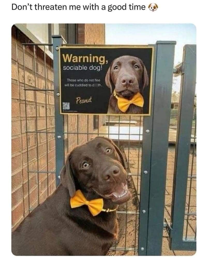 Don't threaten me with a good time Warning, sociable dog! Those who do not flee will be cuddled to d th. Peanut
