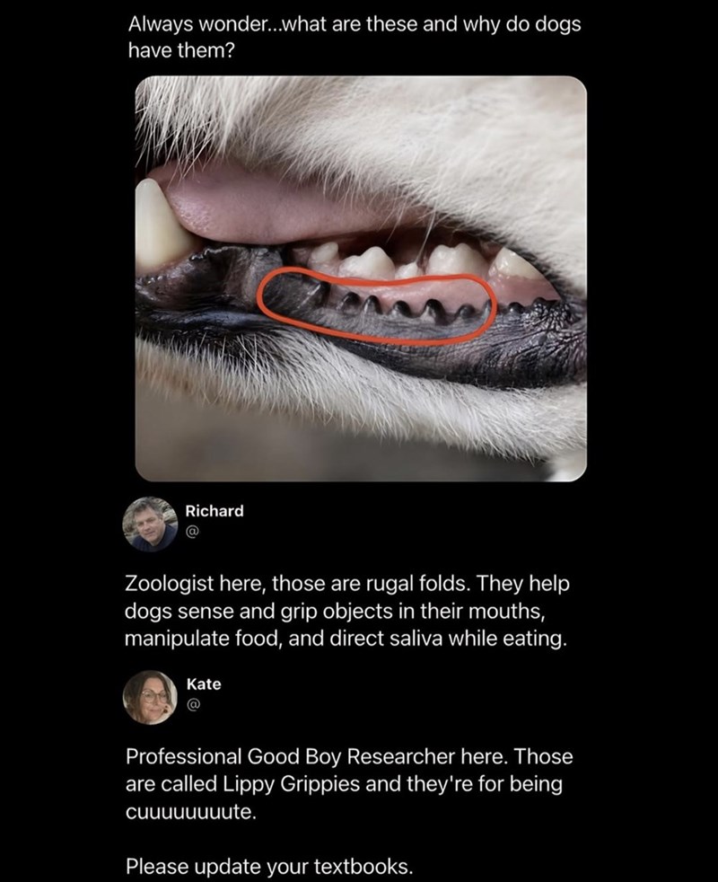 Always wonder...what are these and why do dogs have them? Richard @ Zoologist here, those are rugal folds. They help dogs sense and grip objects in their mouths, manipulate food, and direct saliva while eating. Kate @ Professional Good Boy Researcher here. Those are called Lippy Grippies and they're for being cuuuuuuuute. Please update your textbooks.