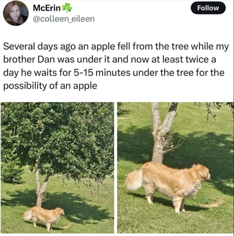 McErin @colleen_eileen Follow Several days ago an apple fell from the tree while my brother Dan was under it and now at least twice a day he waits for 5-15 minutes under the tree for the possibility of an apple