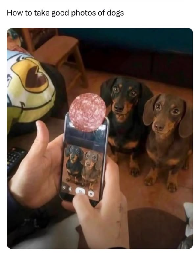 How to take good photos of dogs