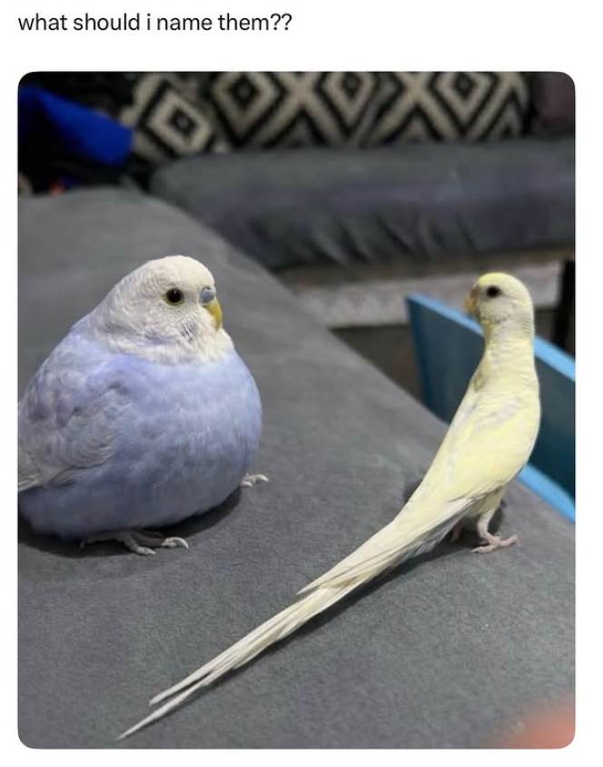 what should i name them??