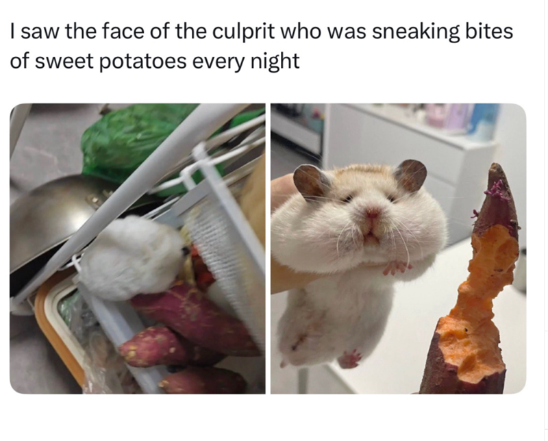 I saw the face of the culprit who was sneaking bites of sweet potatoes every night