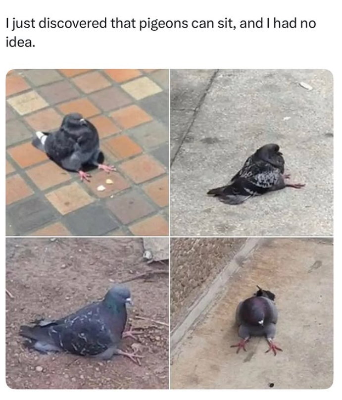 I just discovered that pigeons can sit, and I had no idea.