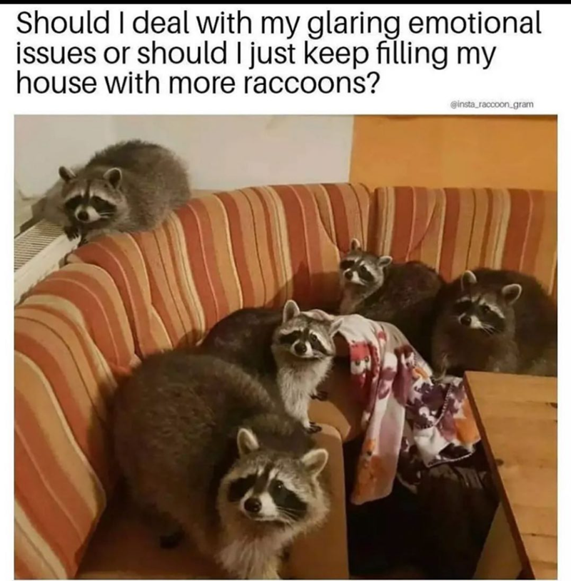 Should I deal with my glaring emotional issues or should I just keep filling my house with more raccoons? @insta_raccoon_gram