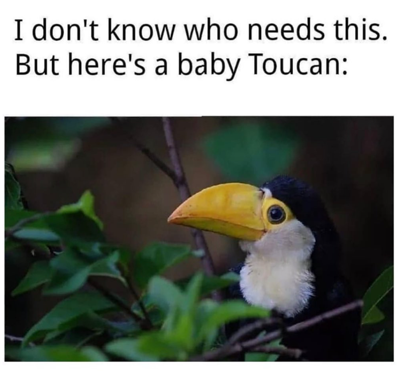 I don't know who needs this. But here's a baby Toucan: