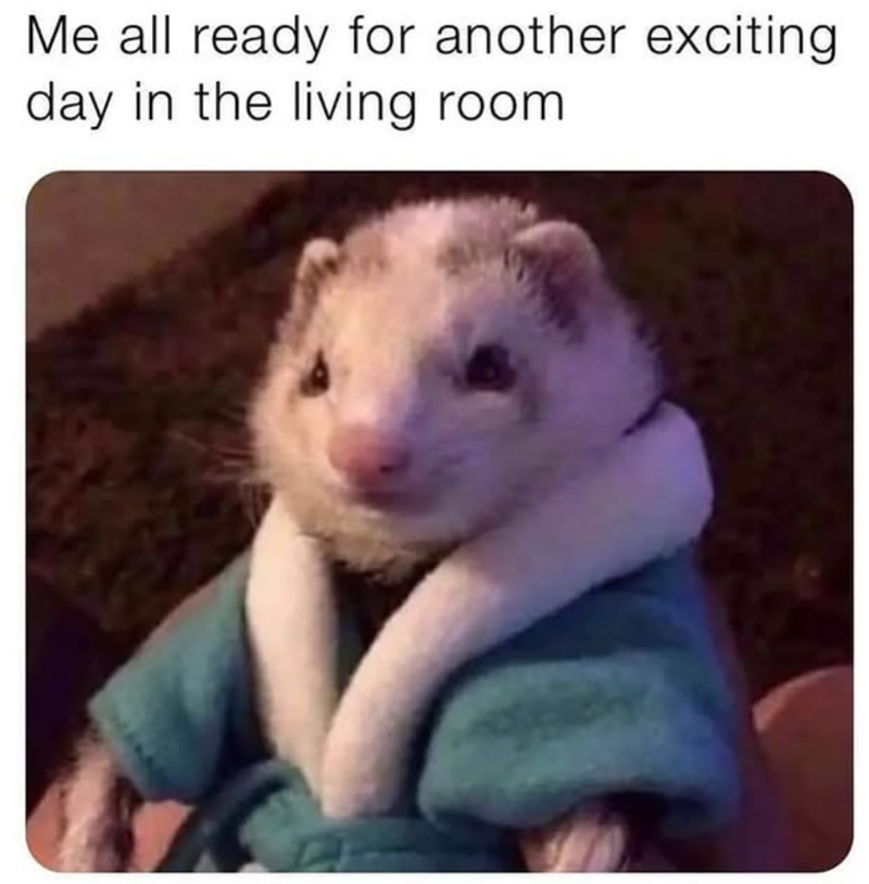 Me all ready for another exciting. day in the living room.