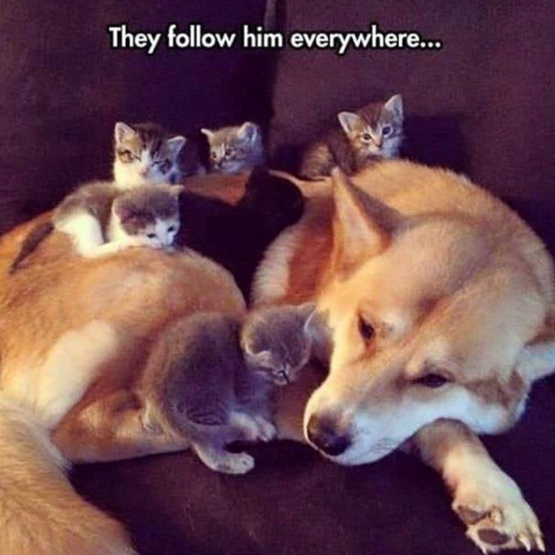 They follow him everywhere...