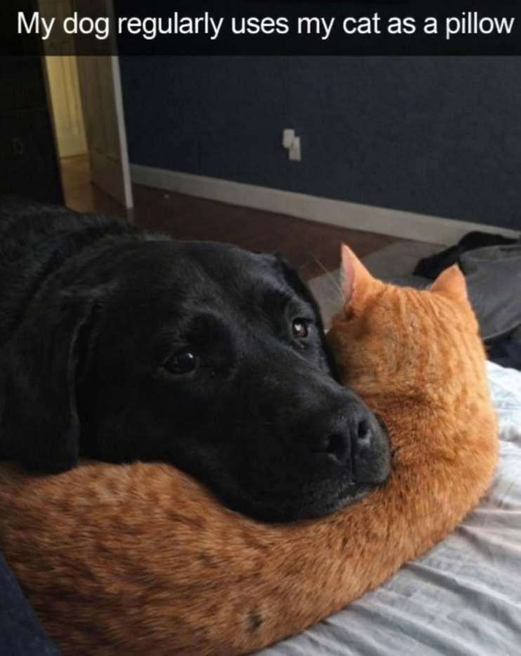 My dog regularly uses my cat as a pillow