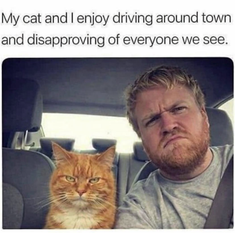 My cat and I enjoy driving around town and disapproving of everyone we see.