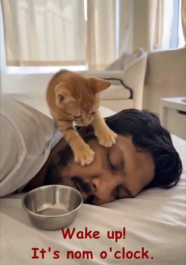 Wake up! It's nom o'clock.