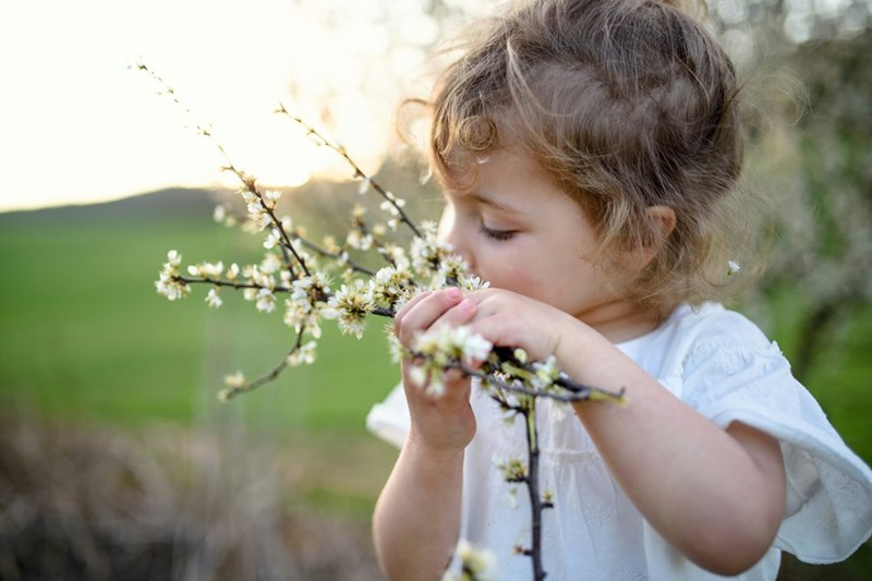 Young child is touching flowering branches in the garden.