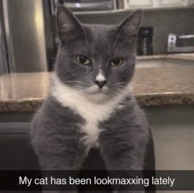 My cat has been lookmaxxing lately
