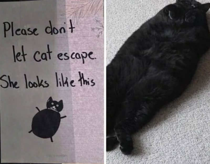 Please don't let cat escape. She looks like this