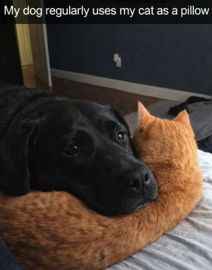 My dog regularly uses my cat as a pillow