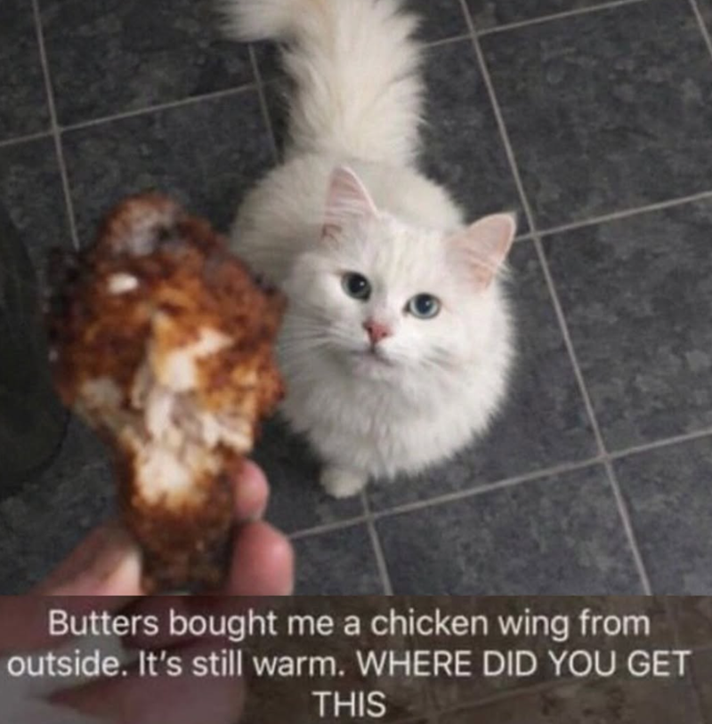 Butters bought me a chicken wing from outside. It's still warm. WHERE DID YOU GET THIS