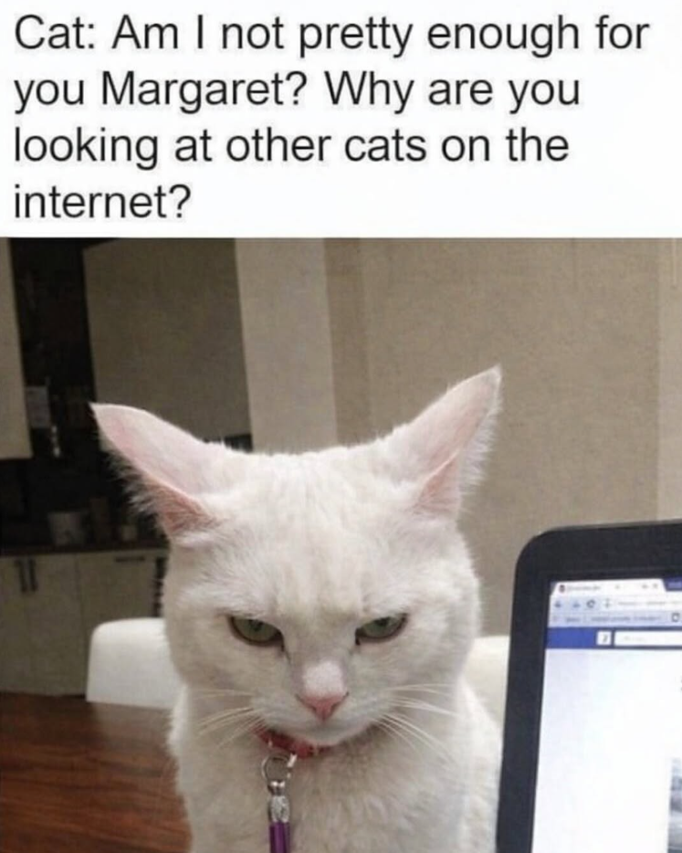 Cat: Am I not pretty enough for you Margaret? Why are you looking at other cats on the internet? 11