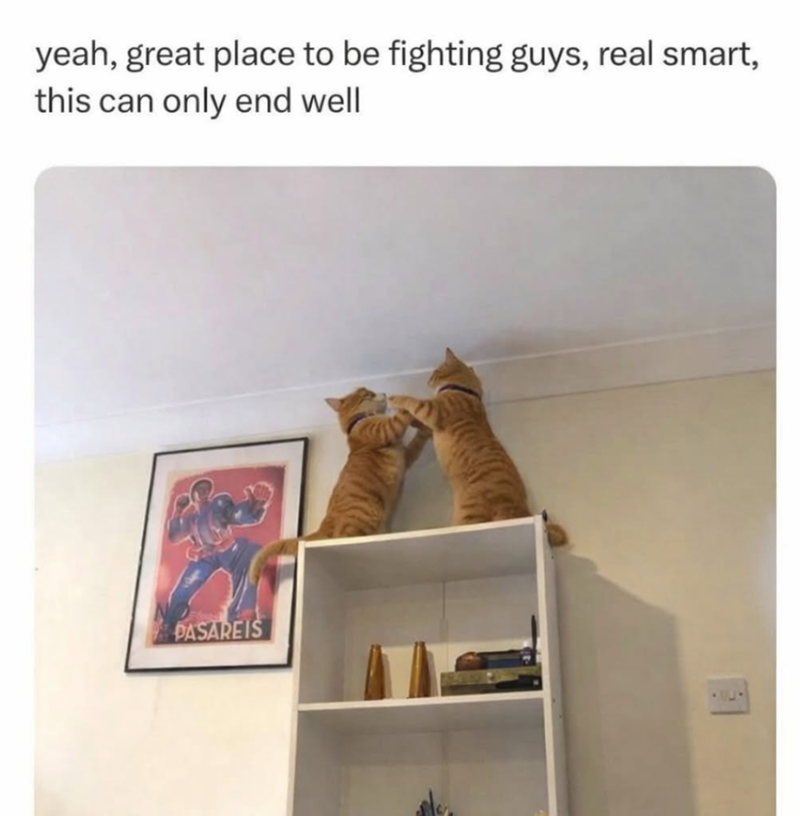 yeah, great place to be fighting guys, real smart, this can only end well PASAREIS