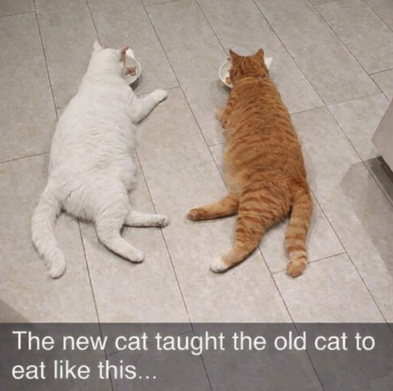 The new cat taught the old cat to eat like this...