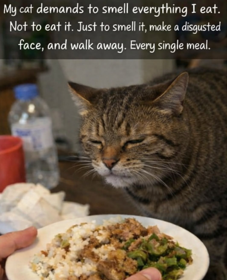 My cat demands to smell everything I eat. Not to eat it. Just to smell it, make a disgusted face, and walk away. Every single meal.