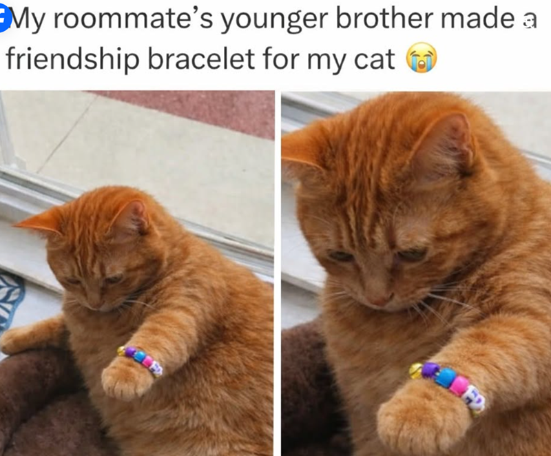 My roommate's younger brother made a friendship bracelet for my cat FD