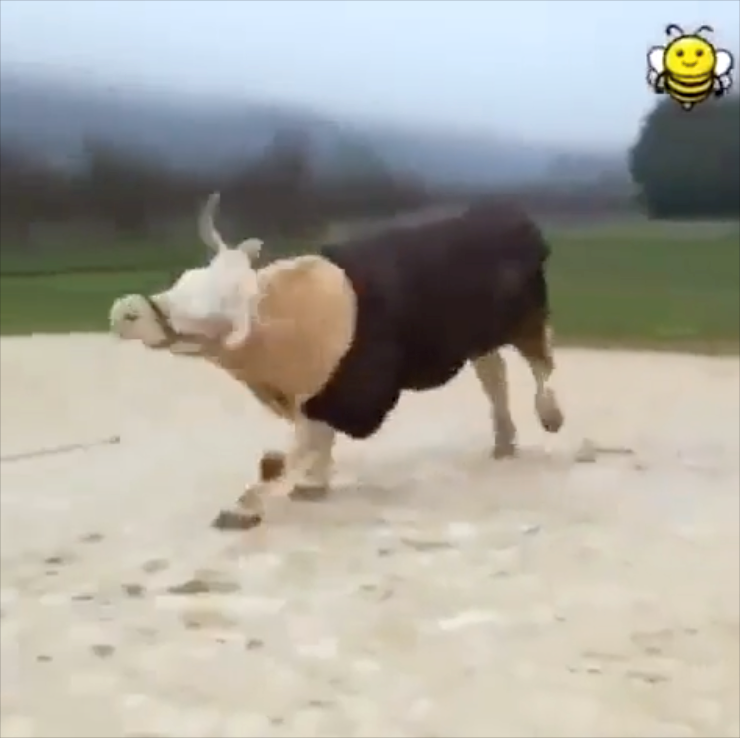 Cheezburger Image 10662766336