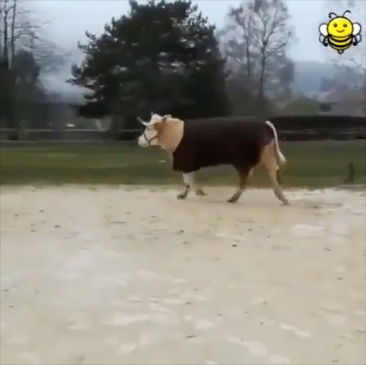 Cheezburger Image 10662766848