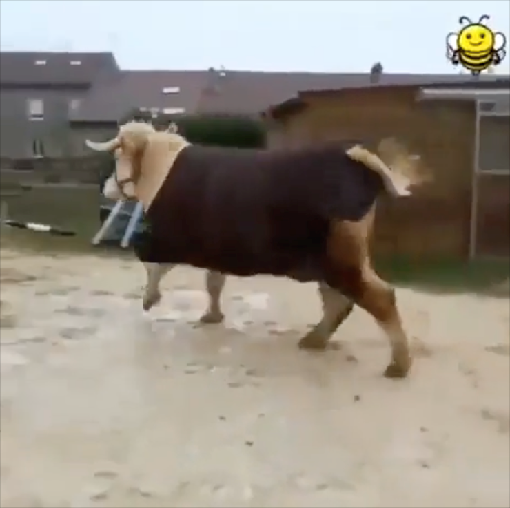 Cheezburger Image 10662767104